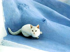 Gatti (140)